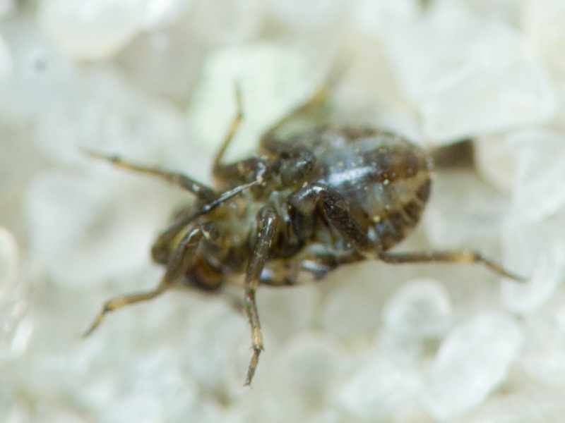 Saldidae Amyot & Serville, 1843